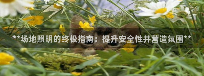 **场地照明的终极指南：提升安全性并营造氛围**